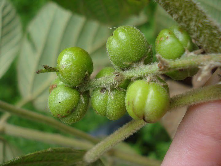 Muda de Tapiá - Alchornea sidifolia