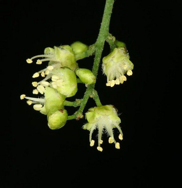 Muda de Vacum - Allophylus edulis