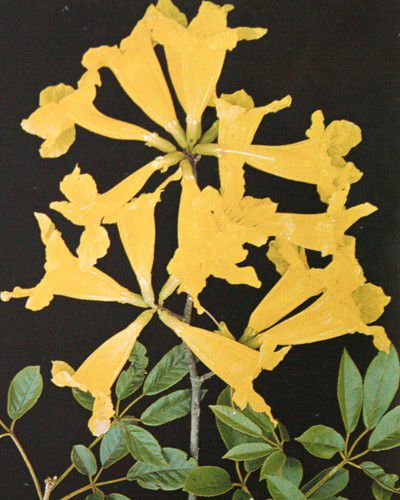 Sementes de Ipê Amarelo - Handroanthus ochraceus - 250g