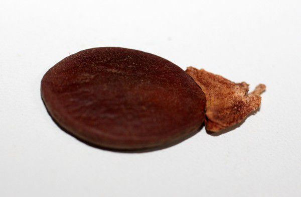 Sementes de Jatobá Roxo - Peltogyne confertiflora - 1kg
