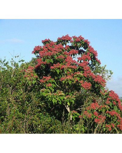 Sementes de Pau Jangada Vermelho - Heliocarpus popayanensis - 250g