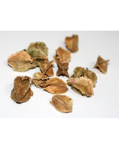 Sementes Pau Marfim - Balfourodendron riedelianum - 100g