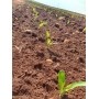 TOP X3 - Dosador de sementes para plantadeiras mecânicas