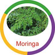 Ficha metálica de alimentos Moringa