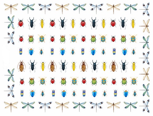 DECALQUE COLOR INSECTS