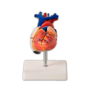 Coração em Tamanho Natural 2 Partes - Anatomic TGD-0322