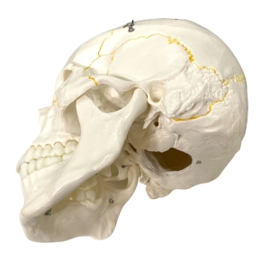Crânio Numerado em 2 partes - Anatomic TGD-0102-N