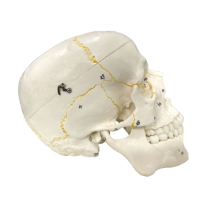 Crânio Numerado em 2 partes - Anatomic TGD-0102-N