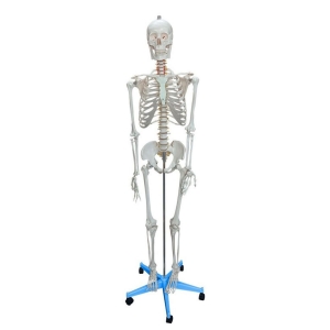 Esqueleto Humano 170cm Padrão com Suporte e Base com Rodas