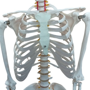 Esqueleto Humano 170cm Padrão com Suporte e Base com Rodas