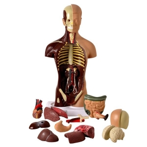 Torso Anatomico De 28cm Assexuado 15 Partes - Anatomic TGD-0209