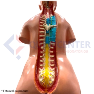Torso de 85cm Bissexual com Coluna Exposta em 25 Partes - Anatomic TGD-0202-C