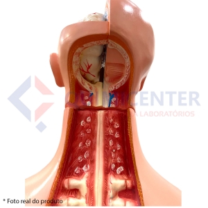 Torso de 85cm Bissexual com Coluna Exposta em 25 Partes - Anatomic TGD-0202-C