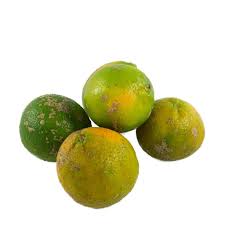 Limão Taiti Orgânico - 500g MADURO - Foto 2