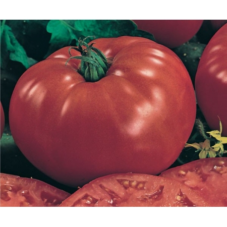 Semente De Tomate Gaucho 100 g - Topseed