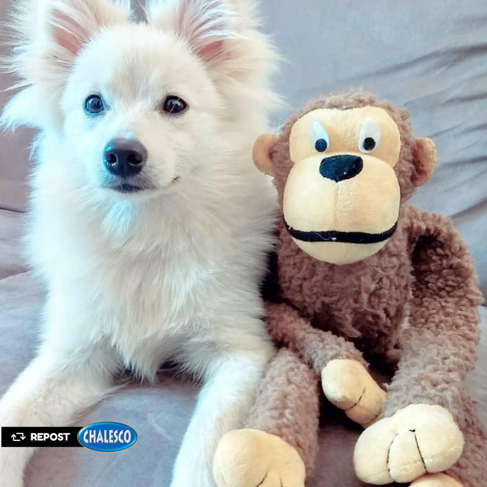 Macaco Brinquedo Para Cães Pelúcia Marrom