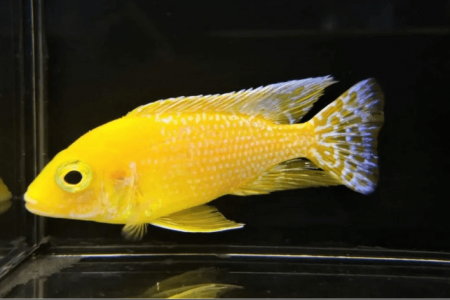 Aulonocara Fire Fish Gold | 5 a 7 cm | Ciclídeos africanos | Lago Malawi