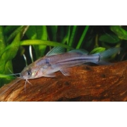 Brachyrhamdia Meesi  |  5 a 6 cm | Catfish da Amazônia