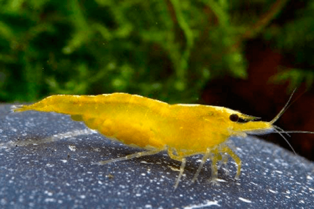 Camarão Yellow | 1 a 2 cm | Neocaridina davidi