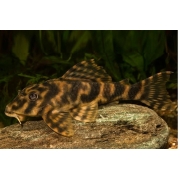 Cascudo Tigre | 7 a 8 cm | L015