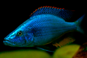 Dimidiochromis Compressiceps Azul | 2,5 a 4 cm | Ciclídeo africano