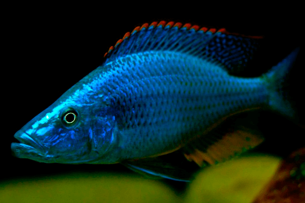 Dimidiochromis Compressiceps Azul | 3,5 a 5 cm | Ciclídeo africano  - KAUAR