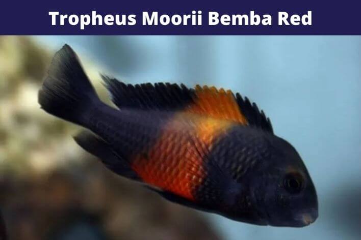 Tropheus Moorii Bemba Red | 3 a 4 cm | Lago Tanganica  - KAUAR
