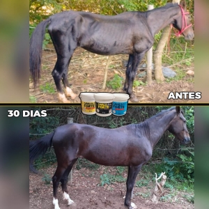 10kg Cavalo Forte Premium Suplemento Cavalo Equinos