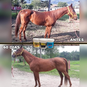 10kg Cavalo Forte Premium Suplemento Cavalo Equinos
