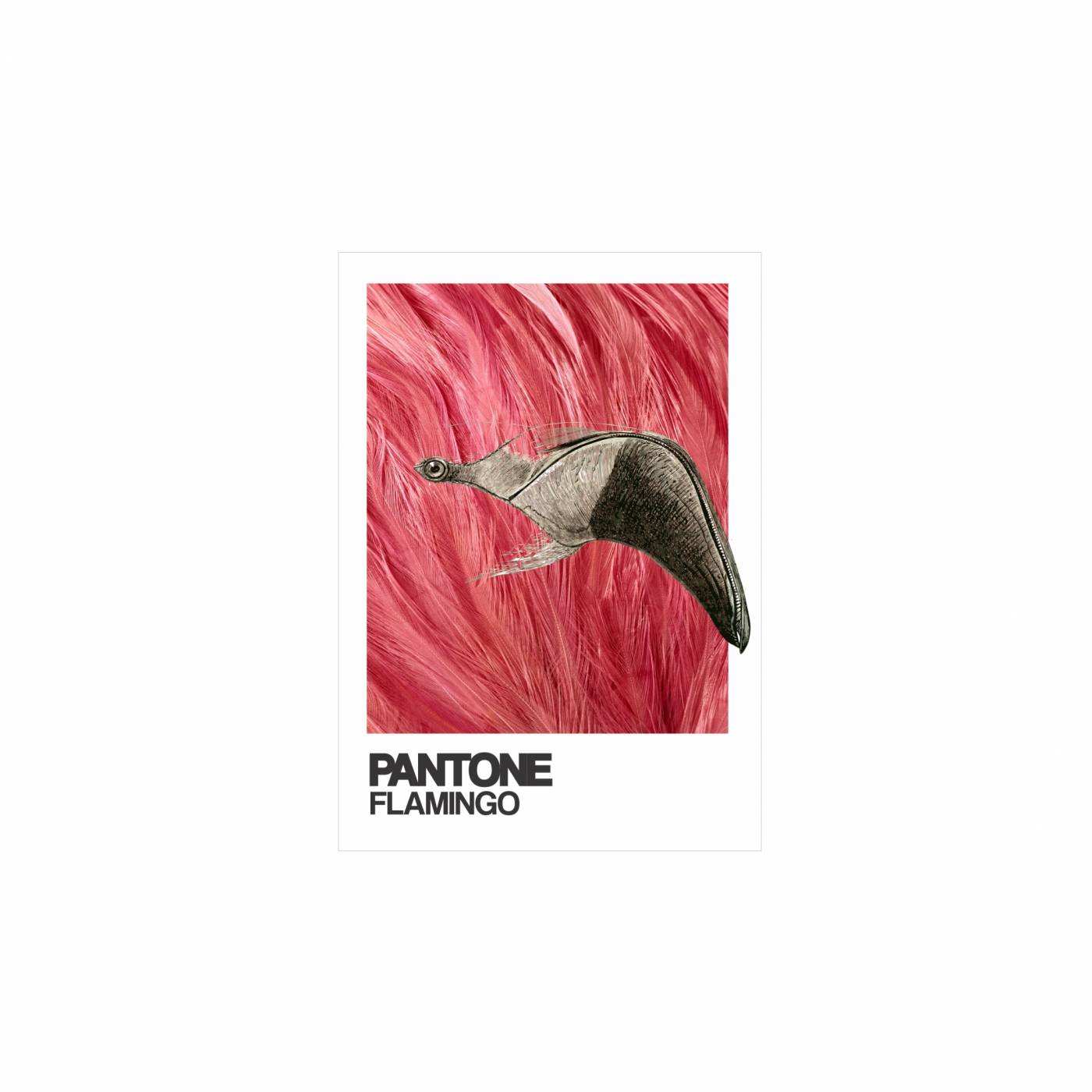 Pantone flamingo