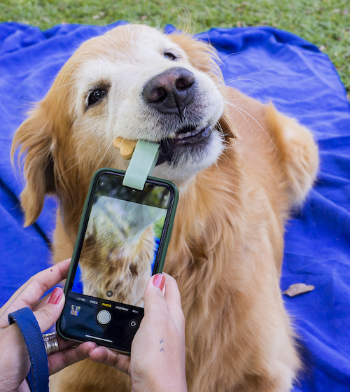 Acessório de Selfie para Pet - Verde - Oikos