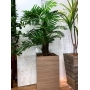 Árvore Artificial Palmeira Phoenix 100 cm Silicone Toque Real