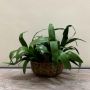 Planta Artificial Folha de Orquídea Longa 60 cm em Silicone Para Decoração de Arranjos