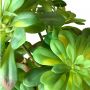 Suculenta Artificial Planta Echeveria Verde 30 cm em Silicone Para Jardim