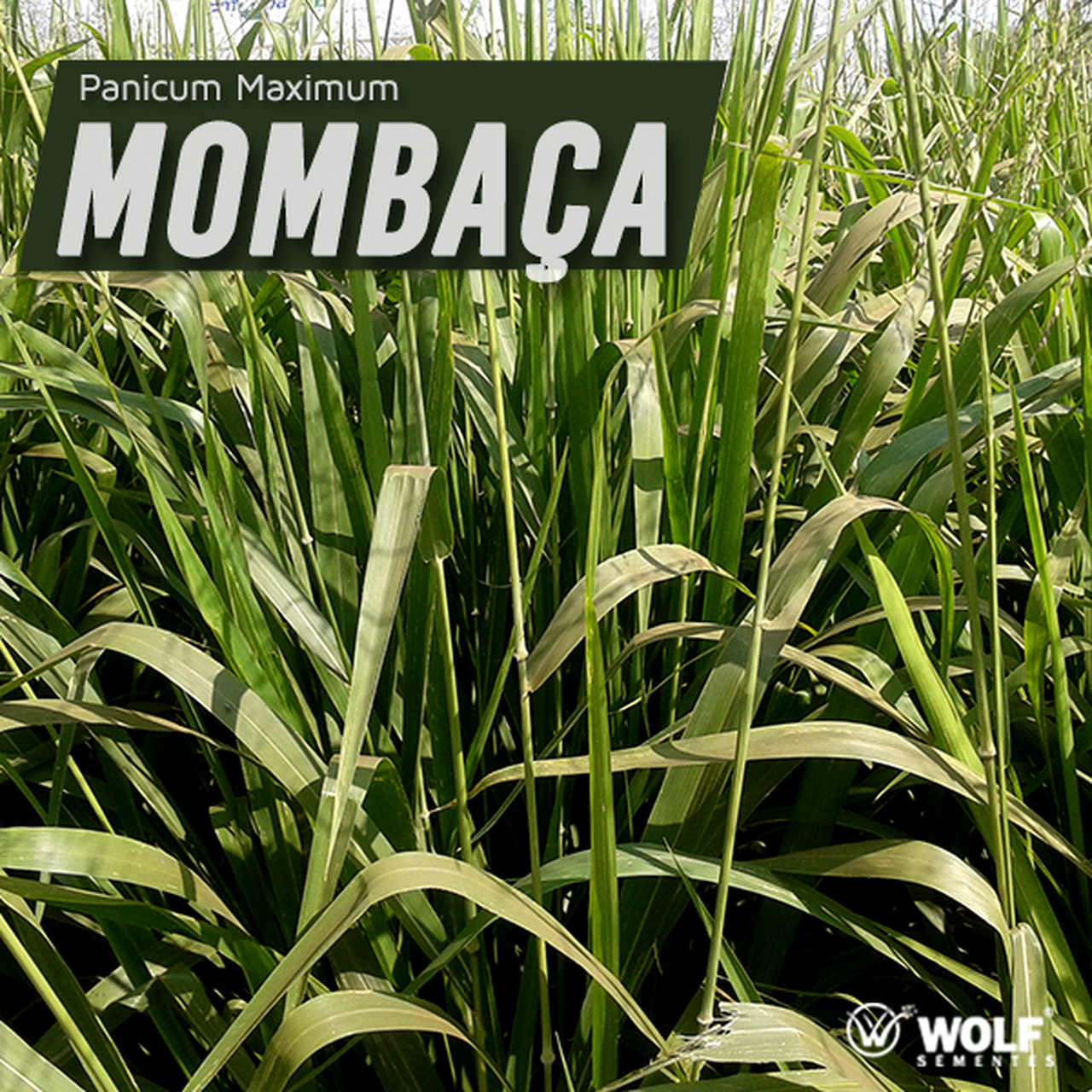 Combo 100kg Mombaça Incrustada + 15L Fertilizante Foliar Pastotal Completo