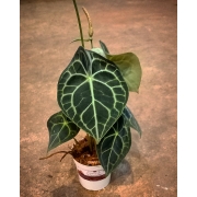 Antúrio Clarinervium - Pote 9 (Anthurium clarinervium)