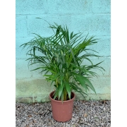 Areca Bambu - Pote 24 (Dypsis lutescens)