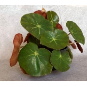 Begônia Redonda - Cuia 21 (Begonia erythrophylla)