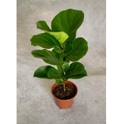 Ficus Lyrata Bambino - Pote 15 (Ficus lyrata)