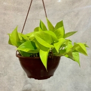 Jibóia Limão - Cuia 21 (Epipremnum aureum)