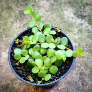 Peperômia Colar de Lentilha - Pote 6 (Peperomia rotundifolia)