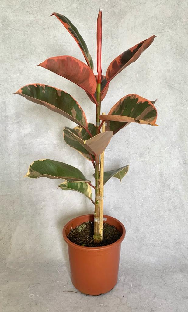 Ficus Elástica Rubi - Pote 24 (Ficus elastica)