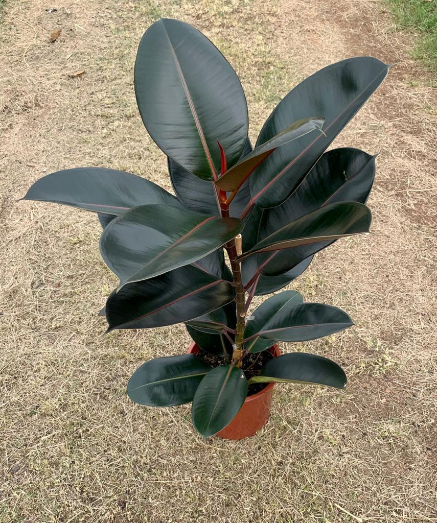 Ficus Elástica Rubro - Pote 24 (Ficus elastica)