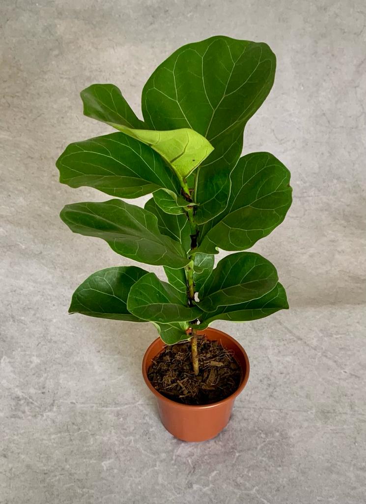 Ficus Lyrata Bambino - Pote 15 (Ficus lyrata)