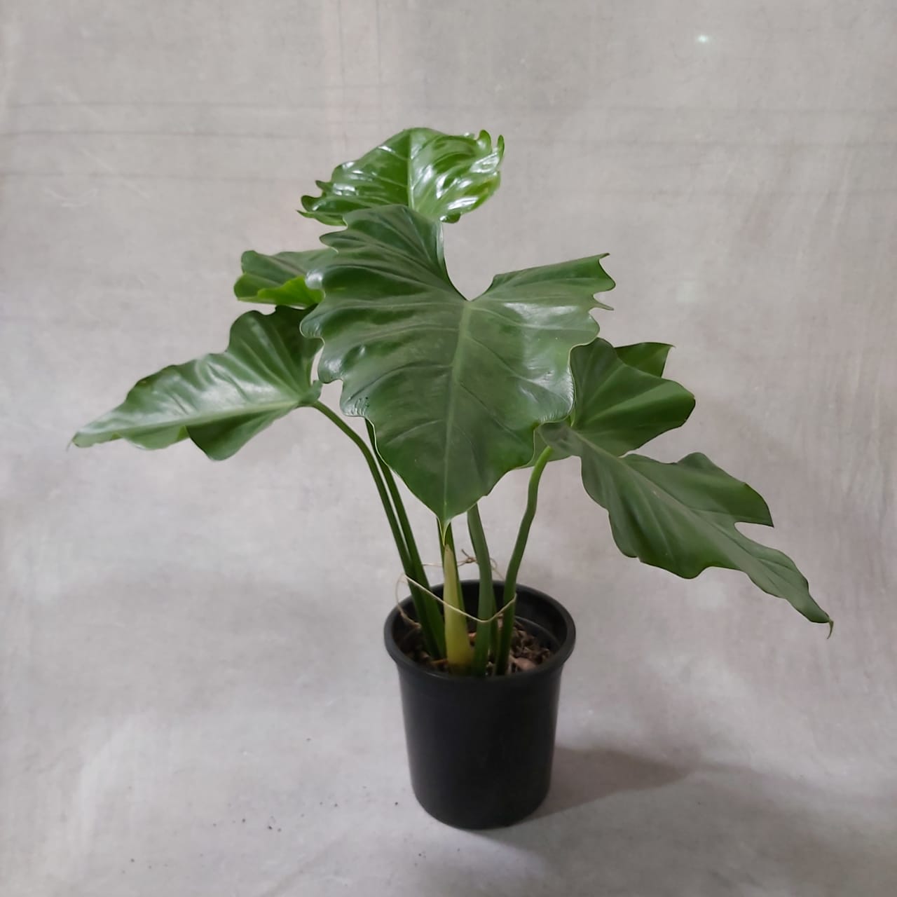 Filodendro Ondulatum - Pote 24 (Philodendron undulatum)