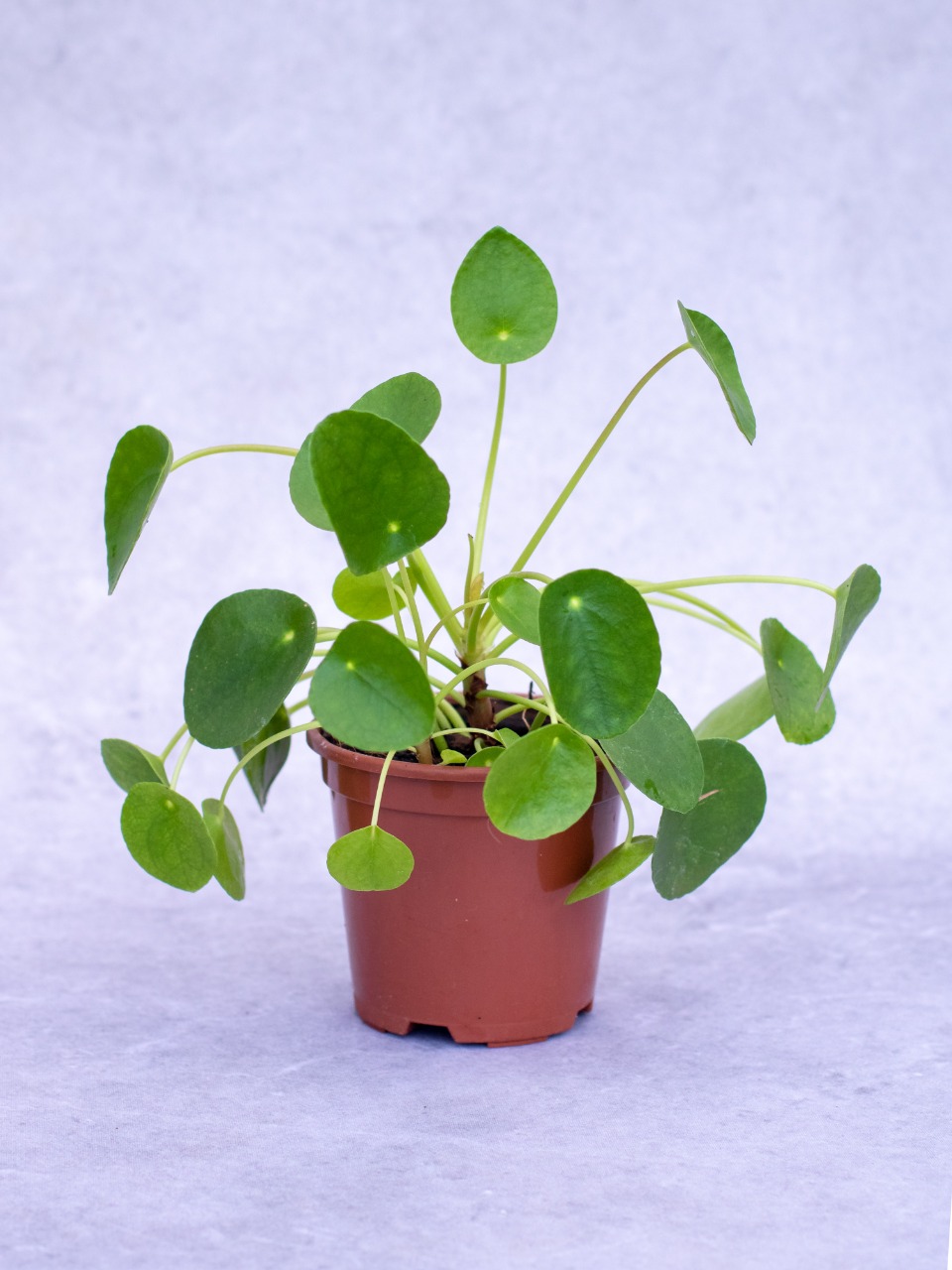 Planta da amizade - Pote 11 (Pilea peperomioides)
