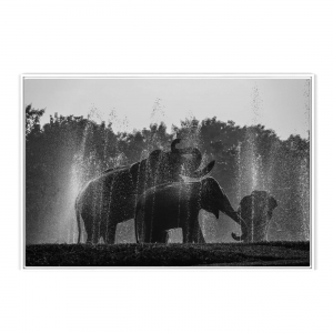 Quadro com Fotografia de Elefantes na Água
