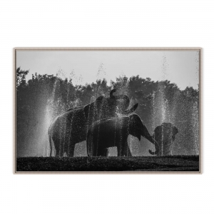 Quadro com Fotografia de Elefantes na Água