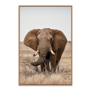 Quadro com Fotografia de  Elefante