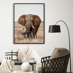 Quadro com Fotografia de  Elefante
